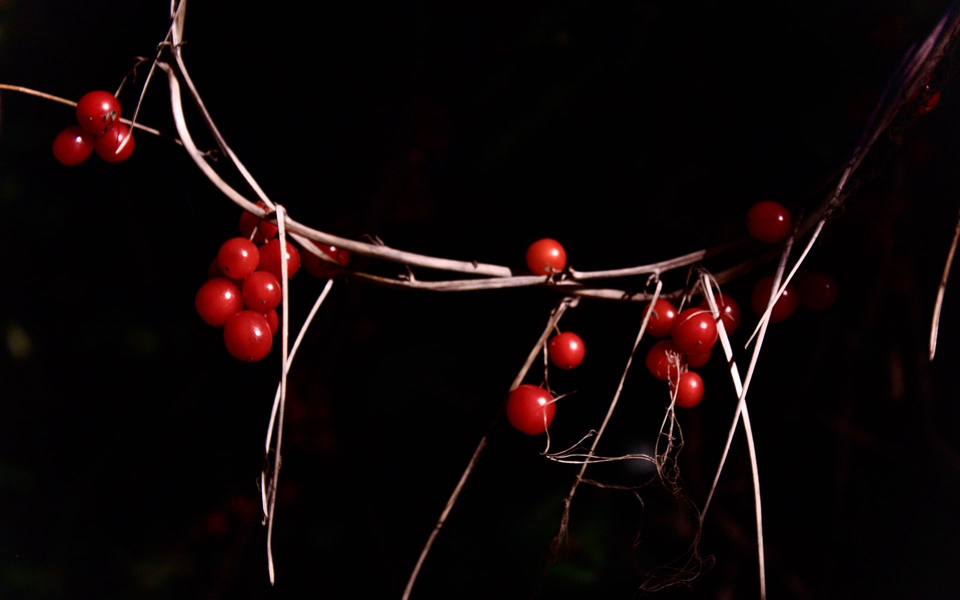 1920x1200 Wallpaper berries, branches, red, macro, highlights