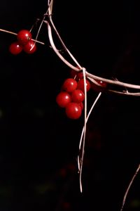 Preview wallpaper berries, branches, red, macro, highlights