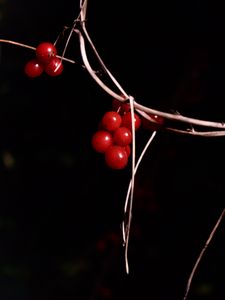 Preview wallpaper berries, branches, red, macro, highlights