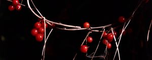 Preview wallpaper berries, branches, red, macro, highlights