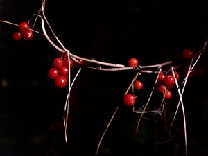 Preview wallpaper berries, branches, red, macro, highlights