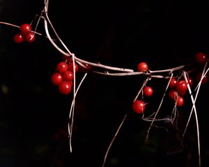Preview wallpaper berries, branches, red, macro, highlights