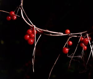 Preview wallpaper berries, branches, red, macro, highlights