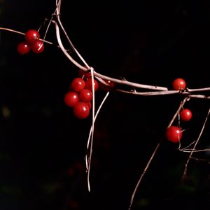 Preview wallpaper berries, branches, red, macro, highlights