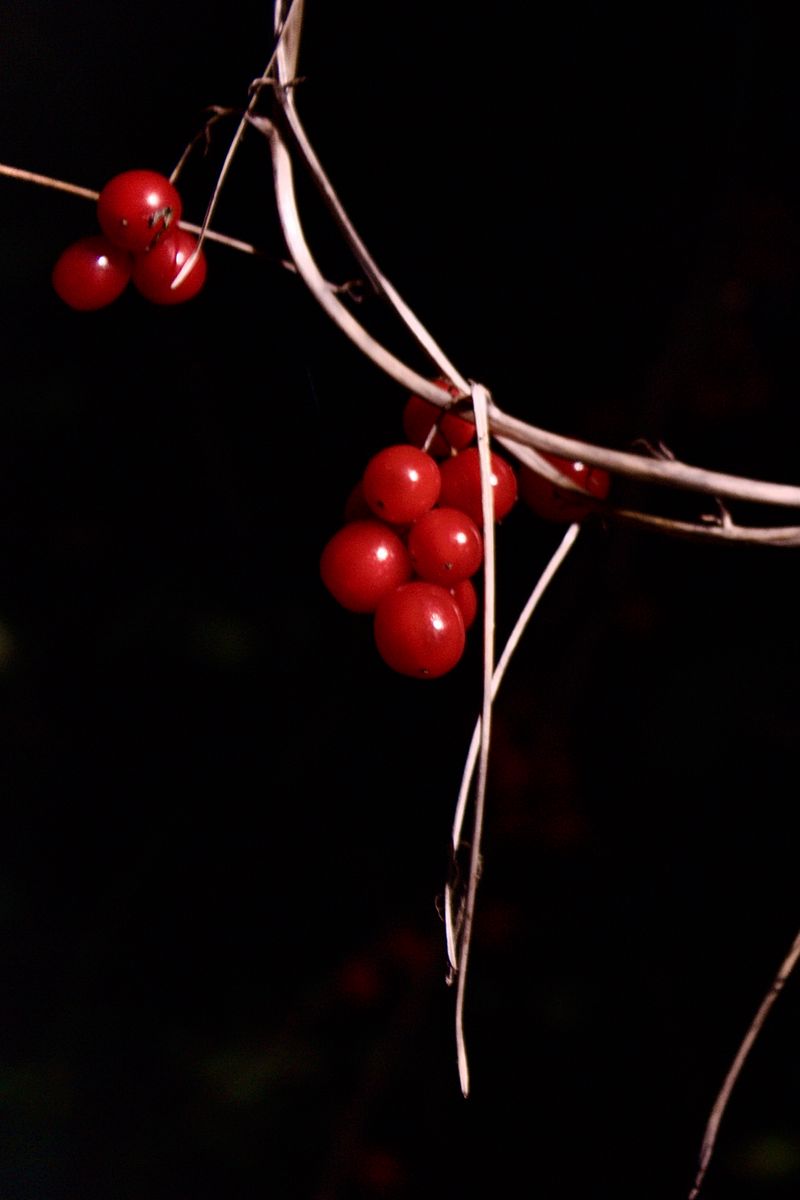 800x1200 Wallpaper berries, branches, red, macro, highlights