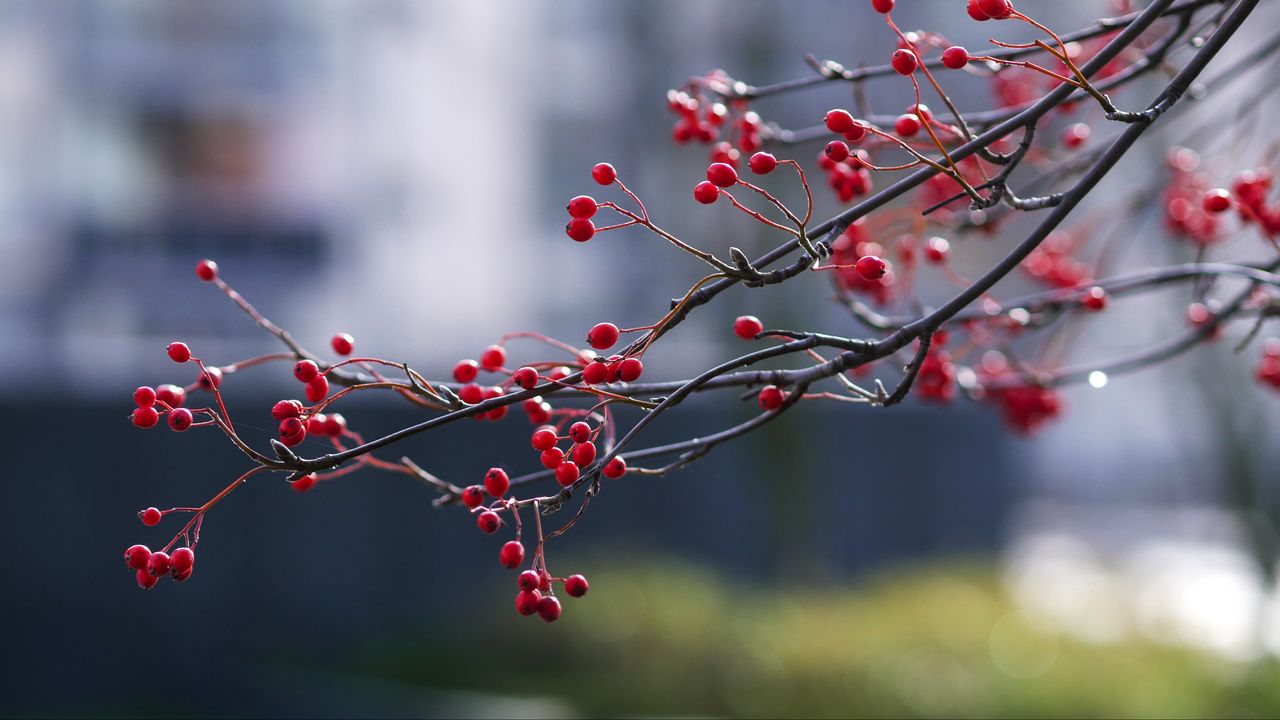 Wallpaper berries, branches, red, macro hd, picture, image