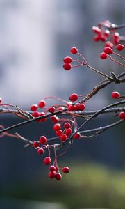 Preview wallpaper berries, branches, red, macro