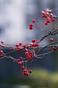 Preview wallpaper berries, branches, red, macro