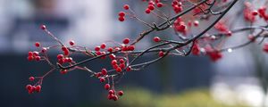 Preview wallpaper berries, branches, red, macro