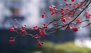 Preview wallpaper berries, branches, red, macro