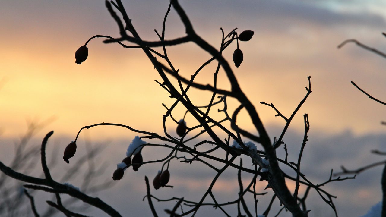 Wallpaper berries, branches, silhouettes, snow, evening