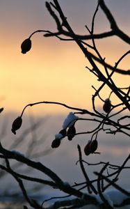 Preview wallpaper berries, branches, silhouettes, snow, evening