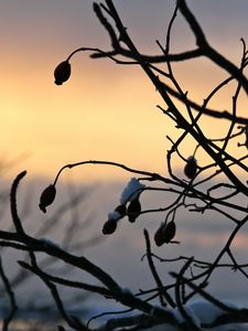 Preview wallpaper berries, branches, silhouettes, snow, evening