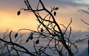 Preview wallpaper berries, branches, silhouettes, snow, evening