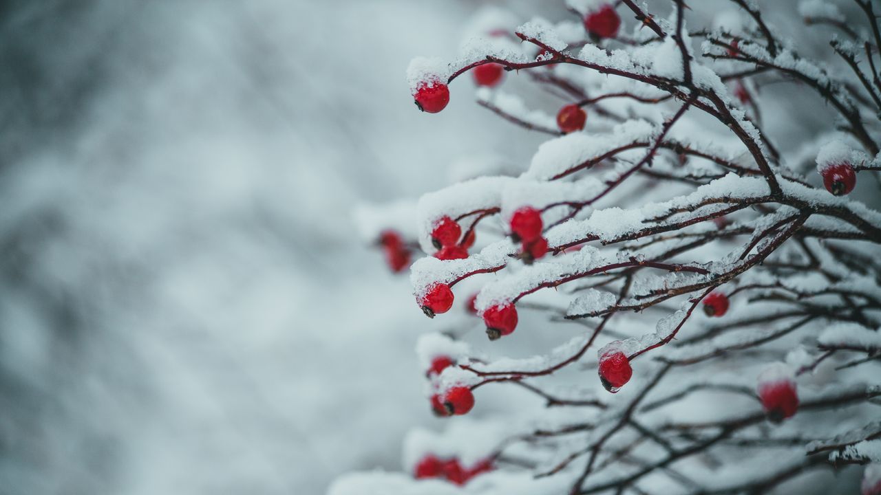Wallpaper berries, branches, snow, plant, winter