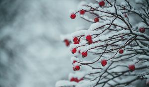 Preview wallpaper berries, branches, snow, plant, winter
