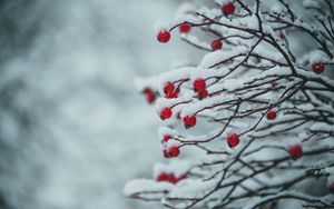 Preview wallpaper berries, branches, snow, plant, winter