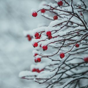 Preview wallpaper berries, branches, snow, plant, winter