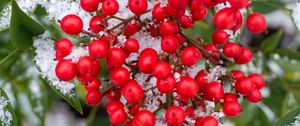 Preview wallpaper berries, bunch, snow, macro, red