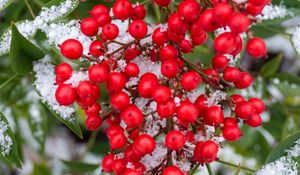 Preview wallpaper berries, bunch, snow, macro, red