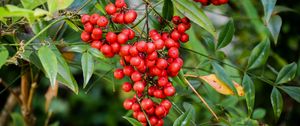 Preview wallpaper berries, bunch, tree, leaves, macro