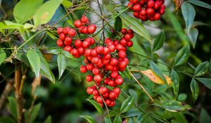 Preview wallpaper berries, bunch, tree, leaves, macro