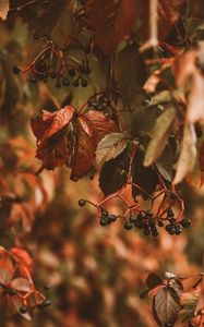 Preview wallpaper berries, bunches, leaves, plant