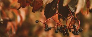 Preview wallpaper berries, bunches, leaves, plant