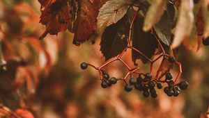 Preview wallpaper berries, bunches, leaves, plant