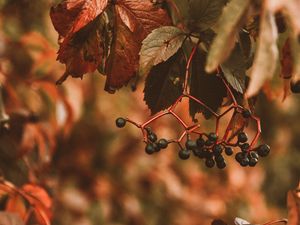 Preview wallpaper berries, bunches, leaves, plant
