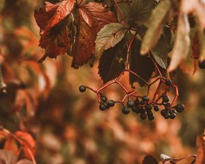 Preview wallpaper berries, bunches, leaves, plant