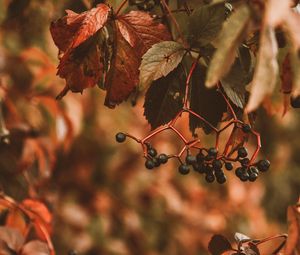 Preview wallpaper berries, bunches, leaves, plant
