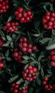Preview wallpaper berries, bunches, red, plant