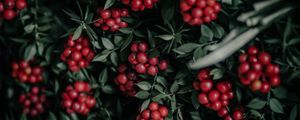 Preview wallpaper berries, bunches, red, plant