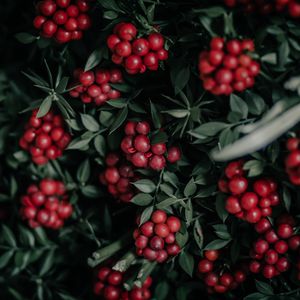 Preview wallpaper berries, bunches, red, plant