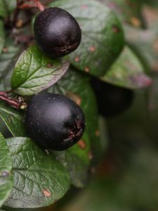 Preview wallpaper berries, bush, close-up