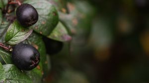 Preview wallpaper berries, bush, close-up