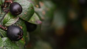 Preview wallpaper berries, bush, close-up