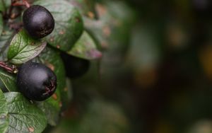 Preview wallpaper berries, bush, close-up