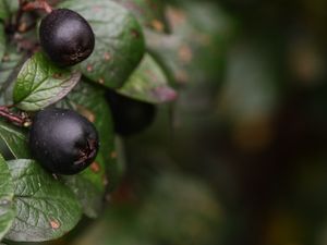 Preview wallpaper berries, bush, close-up