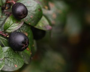 Preview wallpaper berries, bush, close-up