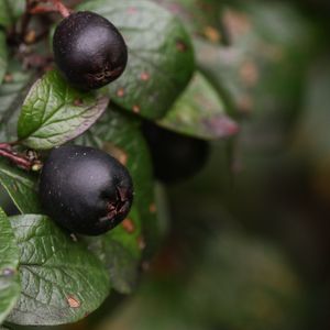 Preview wallpaper berries, bush, close-up