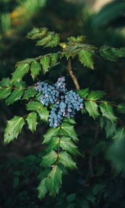 Preview wallpaper berries, bush, leaves, blur