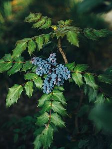 Preview wallpaper berries, bush, leaves, blur