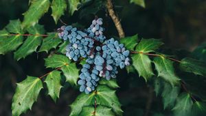 Preview wallpaper berries, bush, leaves, blur