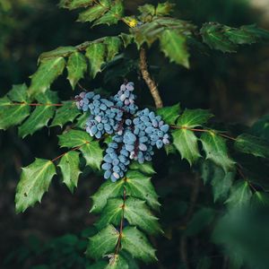 Preview wallpaper berries, bush, leaves, blur