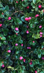 Preview wallpaper berries, bushes, leaves, plant