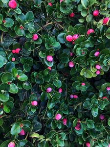 Preview wallpaper berries, bushes, leaves, plant