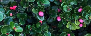 Preview wallpaper berries, bushes, leaves, plant