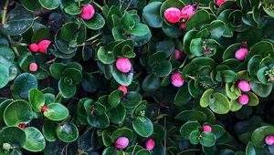 Preview wallpaper berries, bushes, leaves, plant